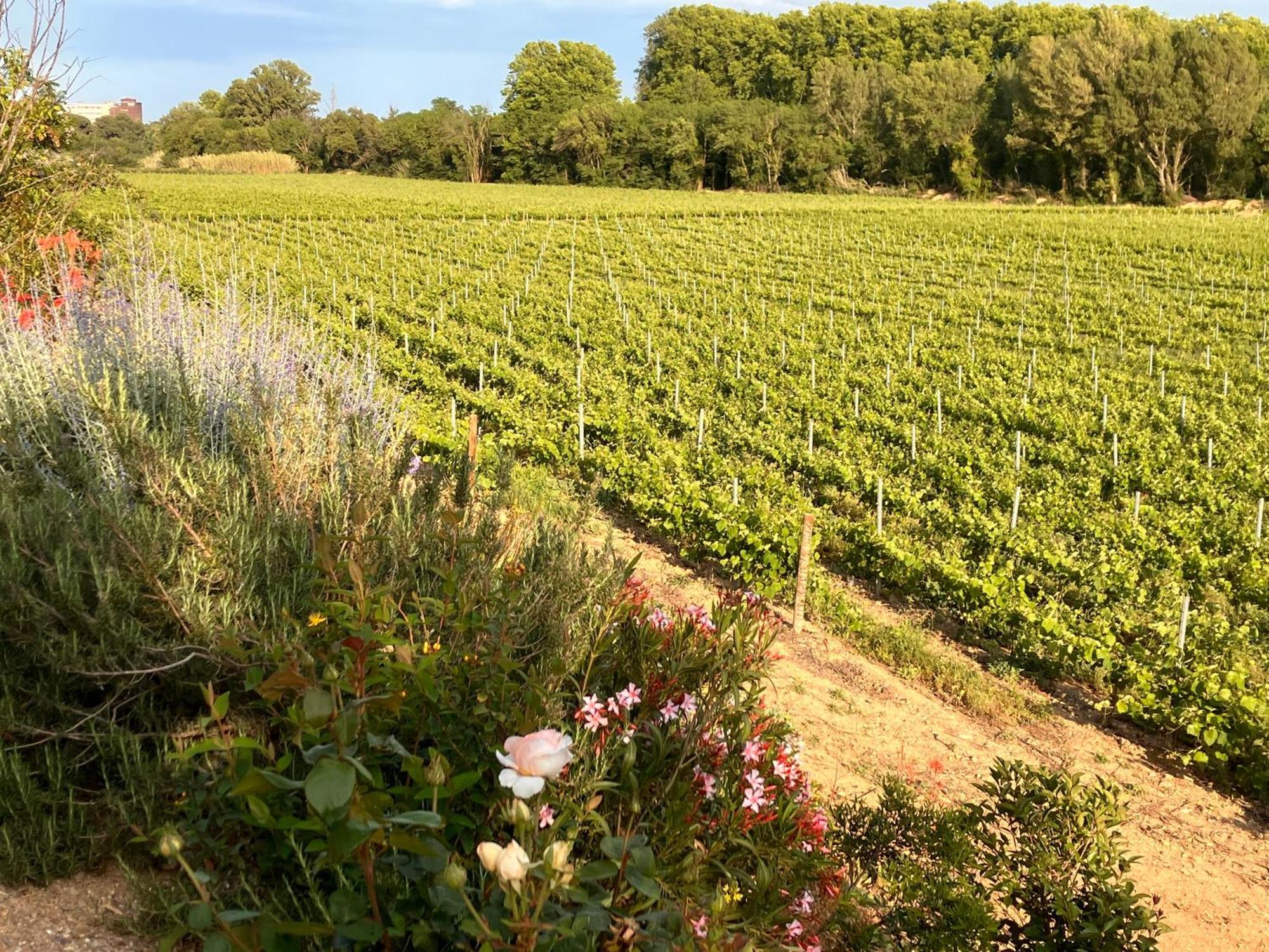 Domaine De L'herbe Sainte Apartment Mirepeisset